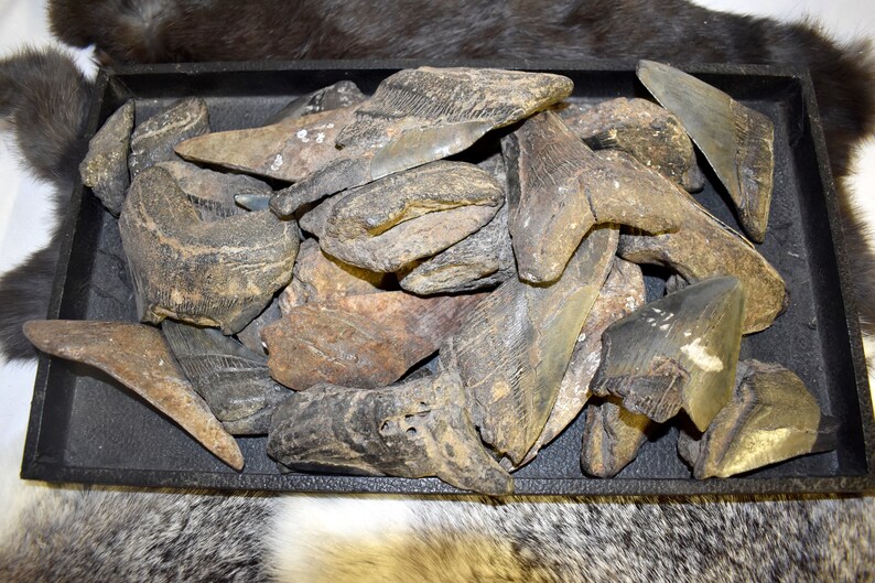Fossilized Megalodon Teeth3 to 6 Inches Tall