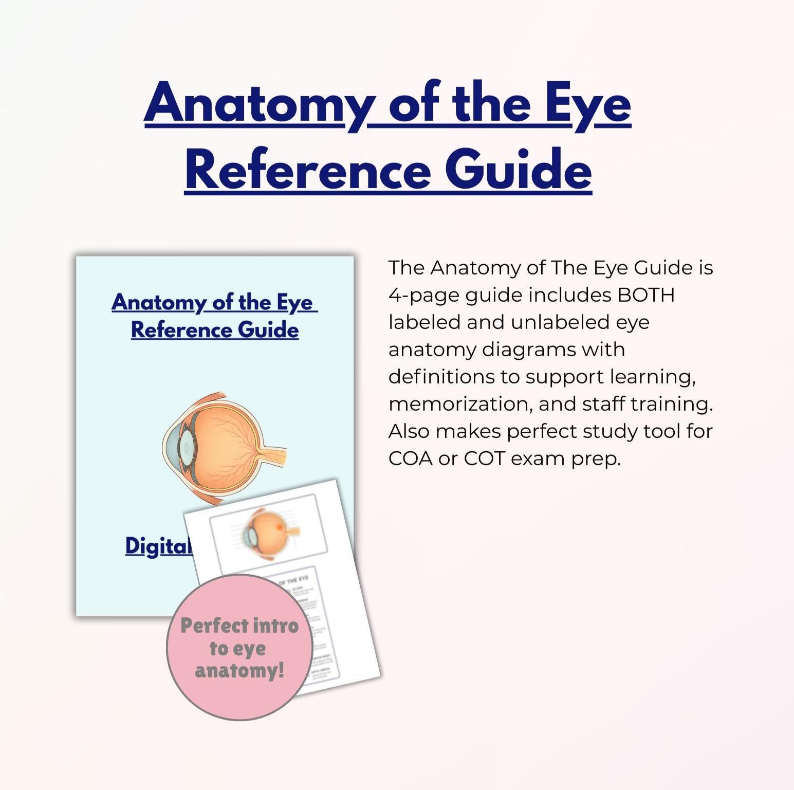 Eye Anatomy Diagram: Labeled Study Sheets for Ophthalmology Students ...