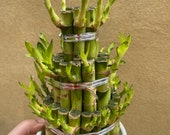 Lucky Bamboo Plant in a ceramic pot - Live Plant stick -Dracaena sanderiana - low light plant - 20 stalk in total