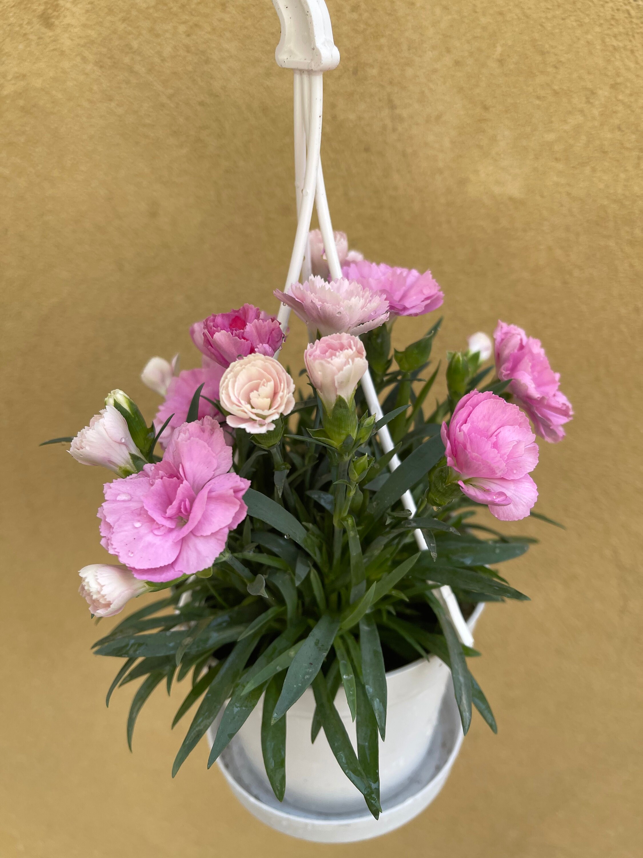 Dianthus plant in a 10cm white hanging pot flowering plant Etsy