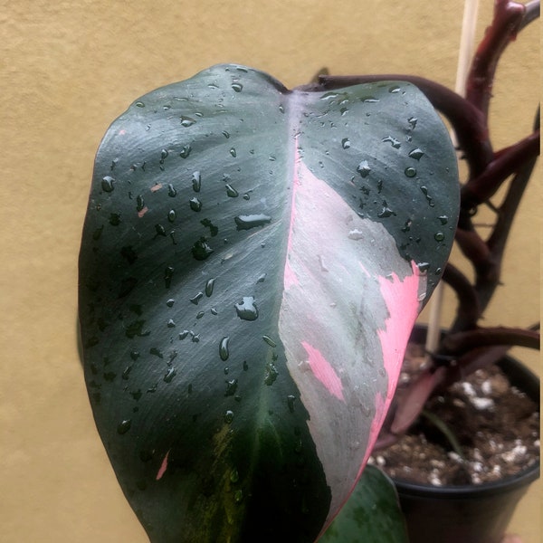 philodendron pink princess 1 leaf fresh cutting with aerial root - This cutting selected randomly from the plant shown in the picture