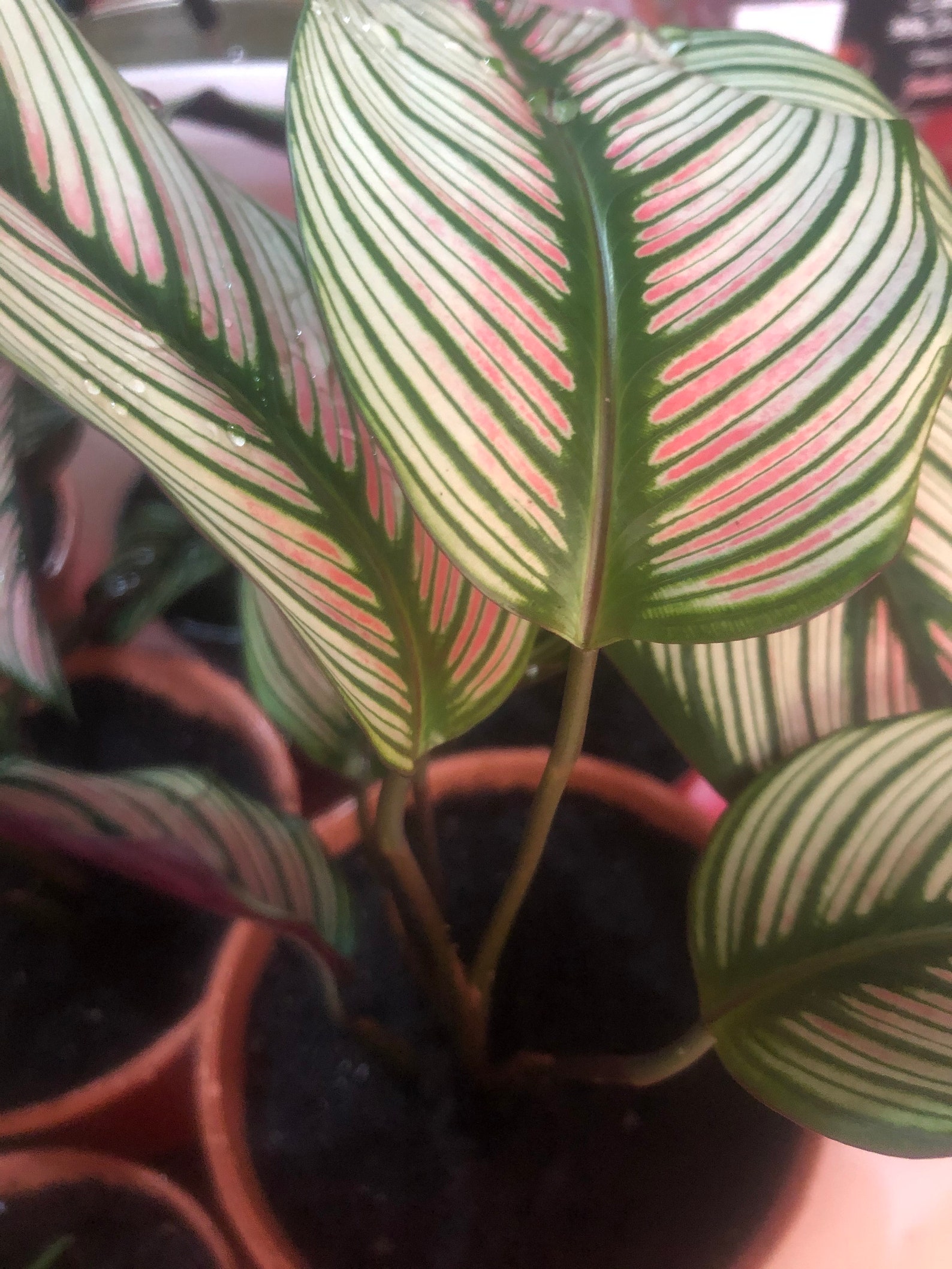 Calathea 'white Star' Pet Safe Plant Air Purifying Etsy