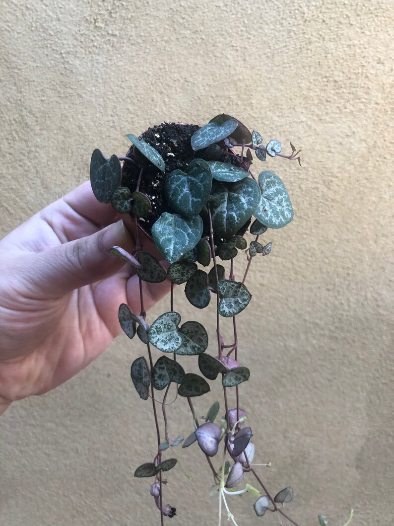 string of hearts plant near me string of hearts plant near me