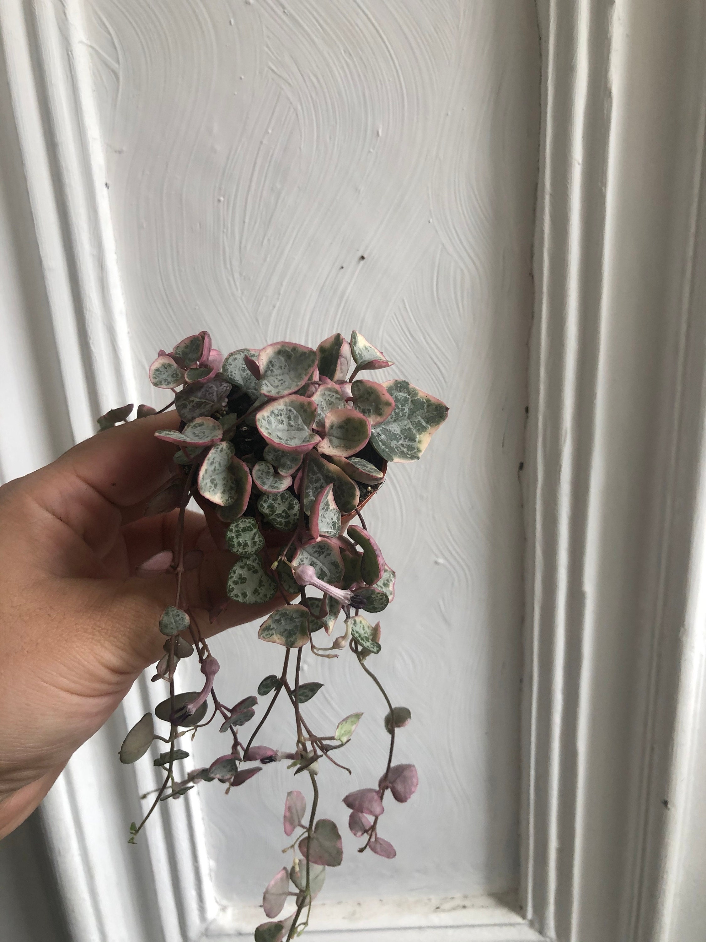 Buy Rare pink Variegated String of Heart Plant in a tiny 4cm Etsy