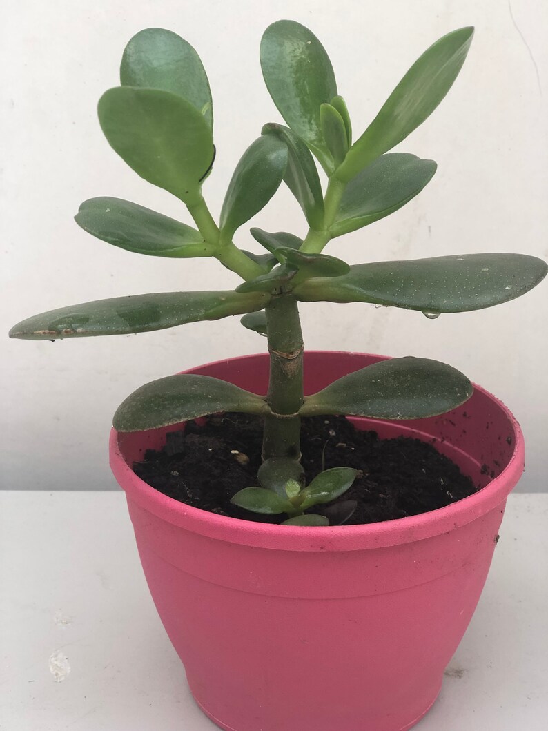 Buy 2 get 1 free jade plant good luck plant houseplant Etsy