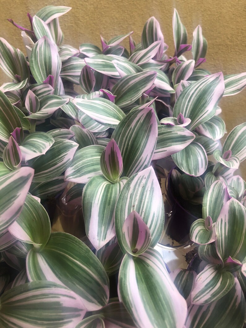 12 Tradescantia Nanouk plant lot 7cm plastic pot potted Etsy
