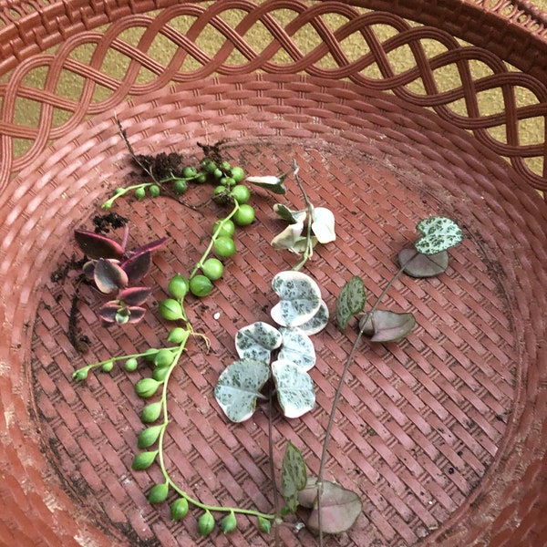 4 trailing cutting mix - variegated string of heart cutting - string of heart cutting - string of pearl - crassulaceae cutting
