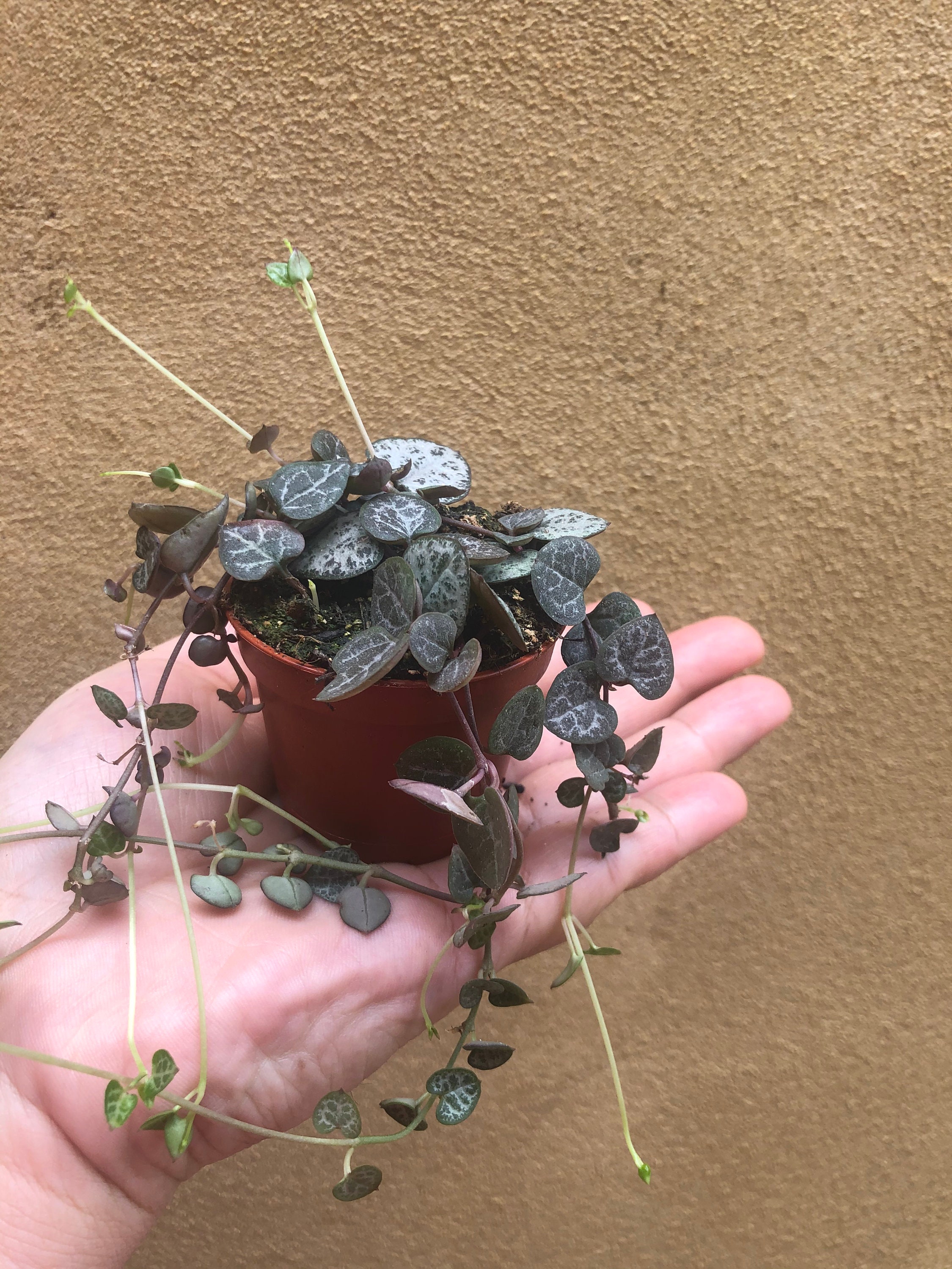 string of hearts plant toxic string of hearts plant toxic