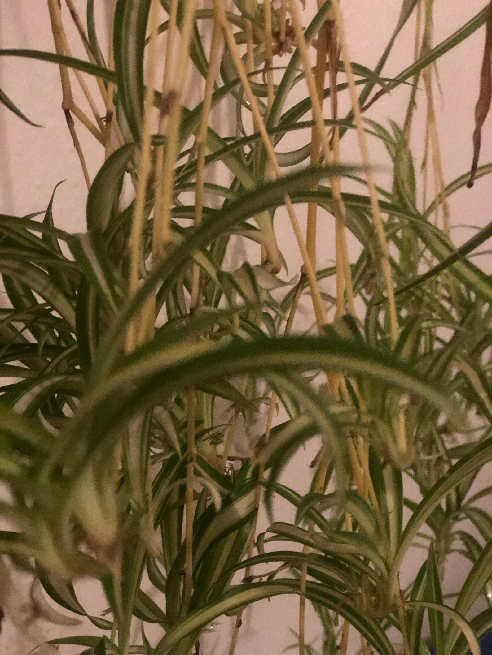 3 Spider plant lot Buy 2 Get 1 free Air purifying plant Etsy