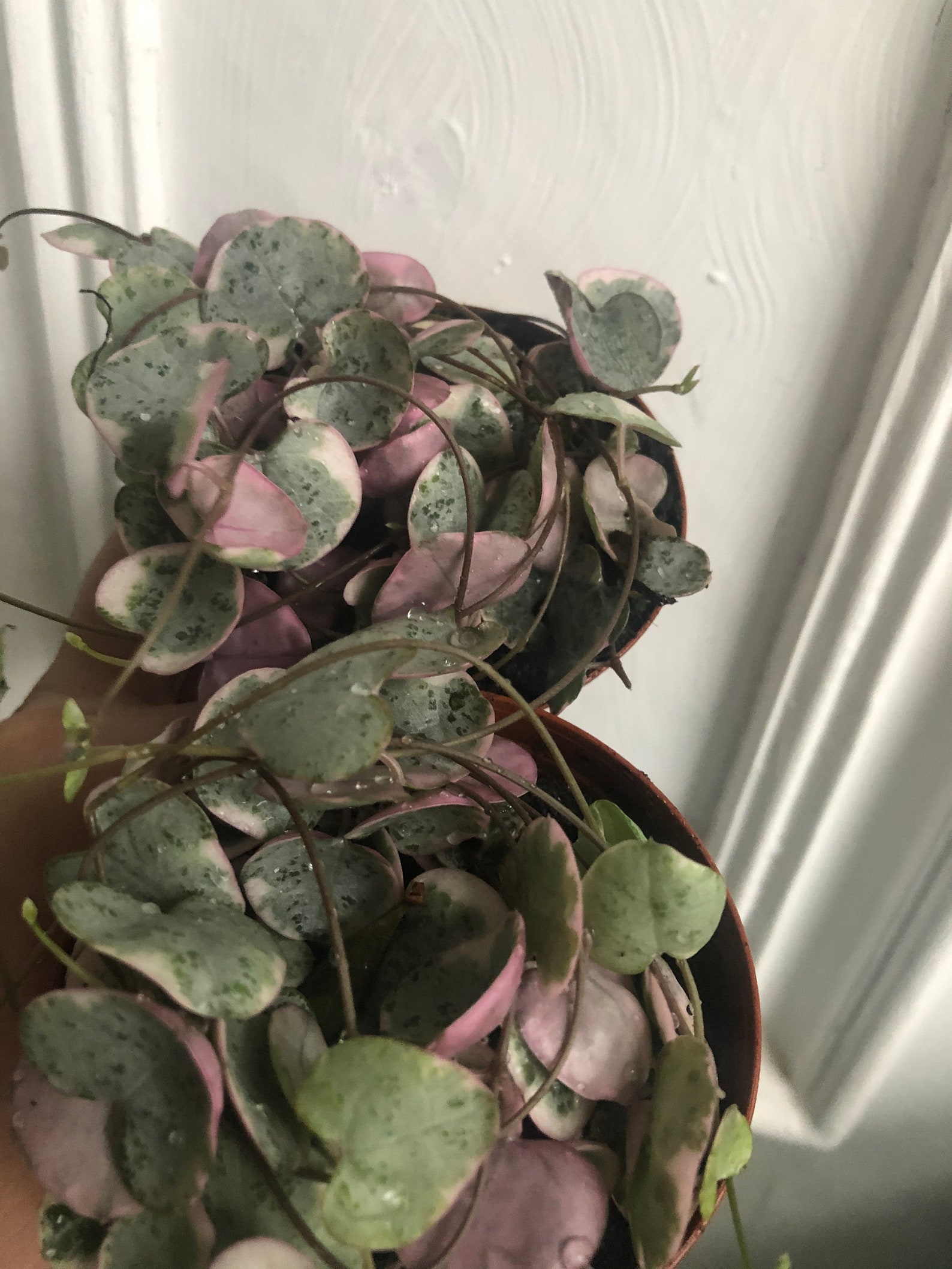 variegated string of hearts variegated string of hearts