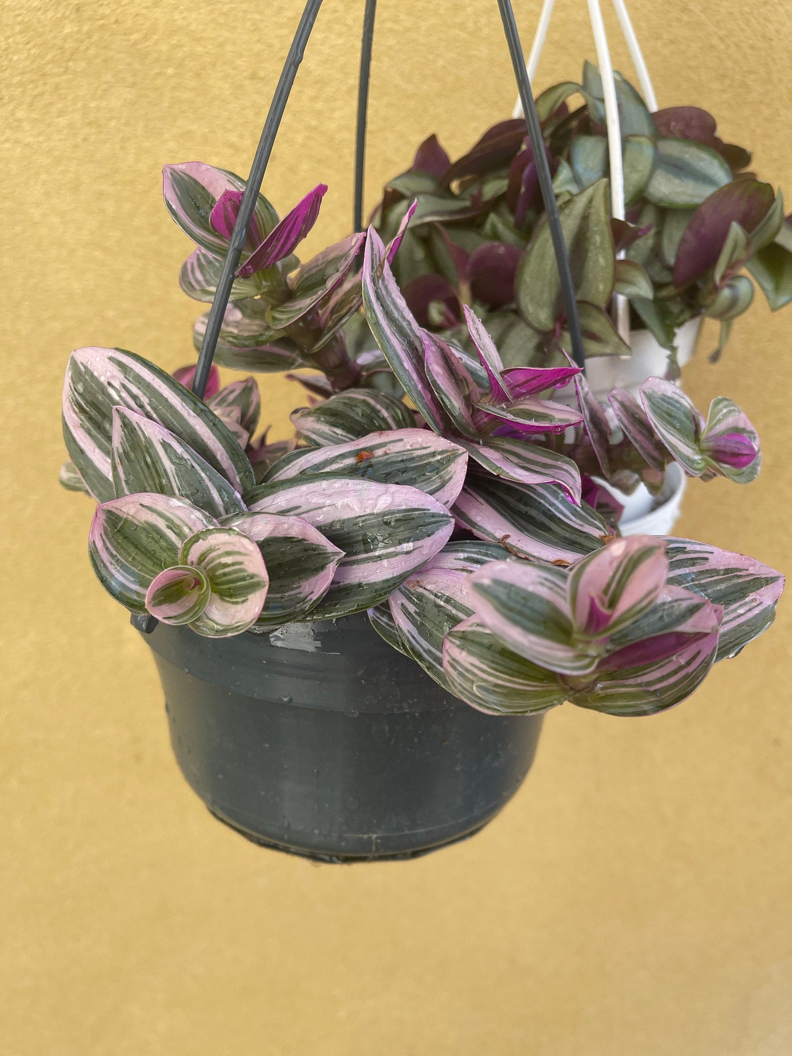 2 Trailing Plant Mix Tradescantia Nanuk Tradescantia Etsy