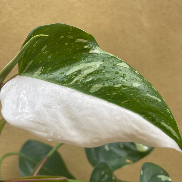 philodendron white princess  tricolor 1 leaf fresh cutting with aerial root - This cutting selected randomly from the plant