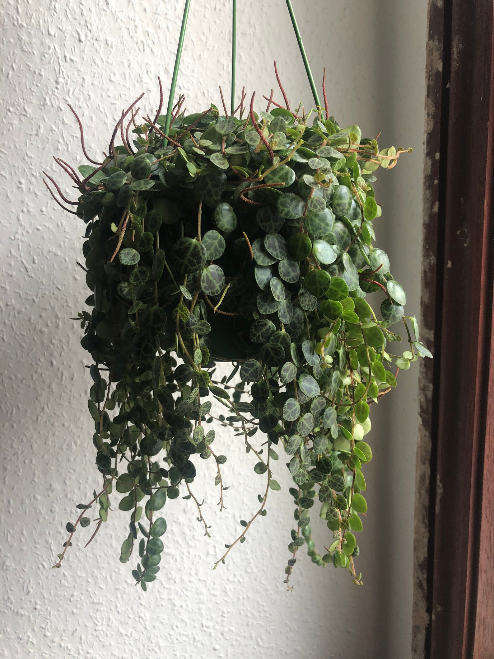 Trailing Turtle: Peperomia Prostrata's Enchanting Charm
