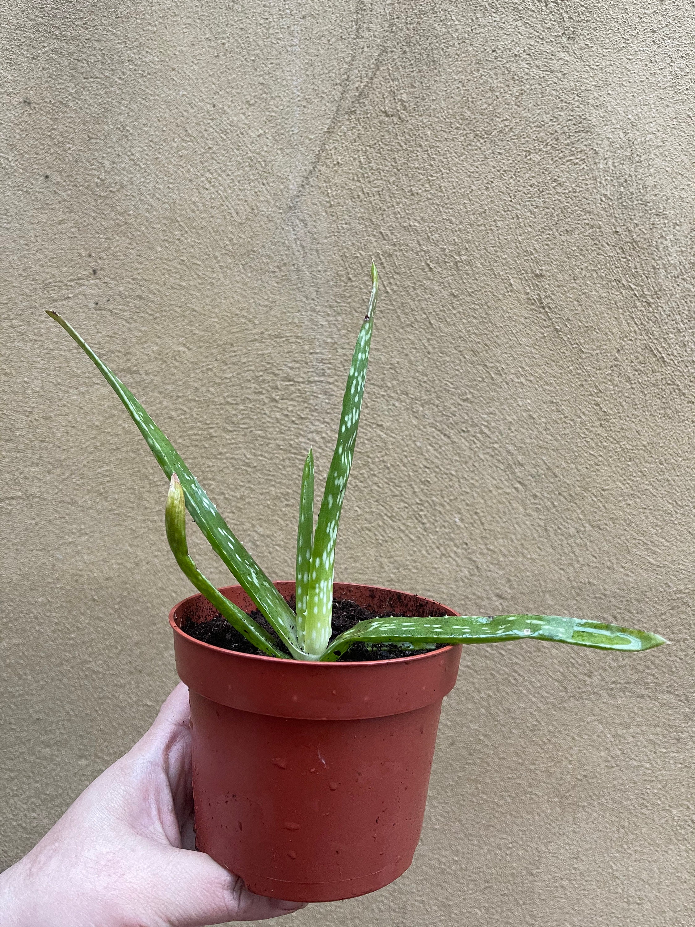 Aloe Vera Plant in a 12cm Pot Baby Aloe Vera Plant Aloe Etsy UK