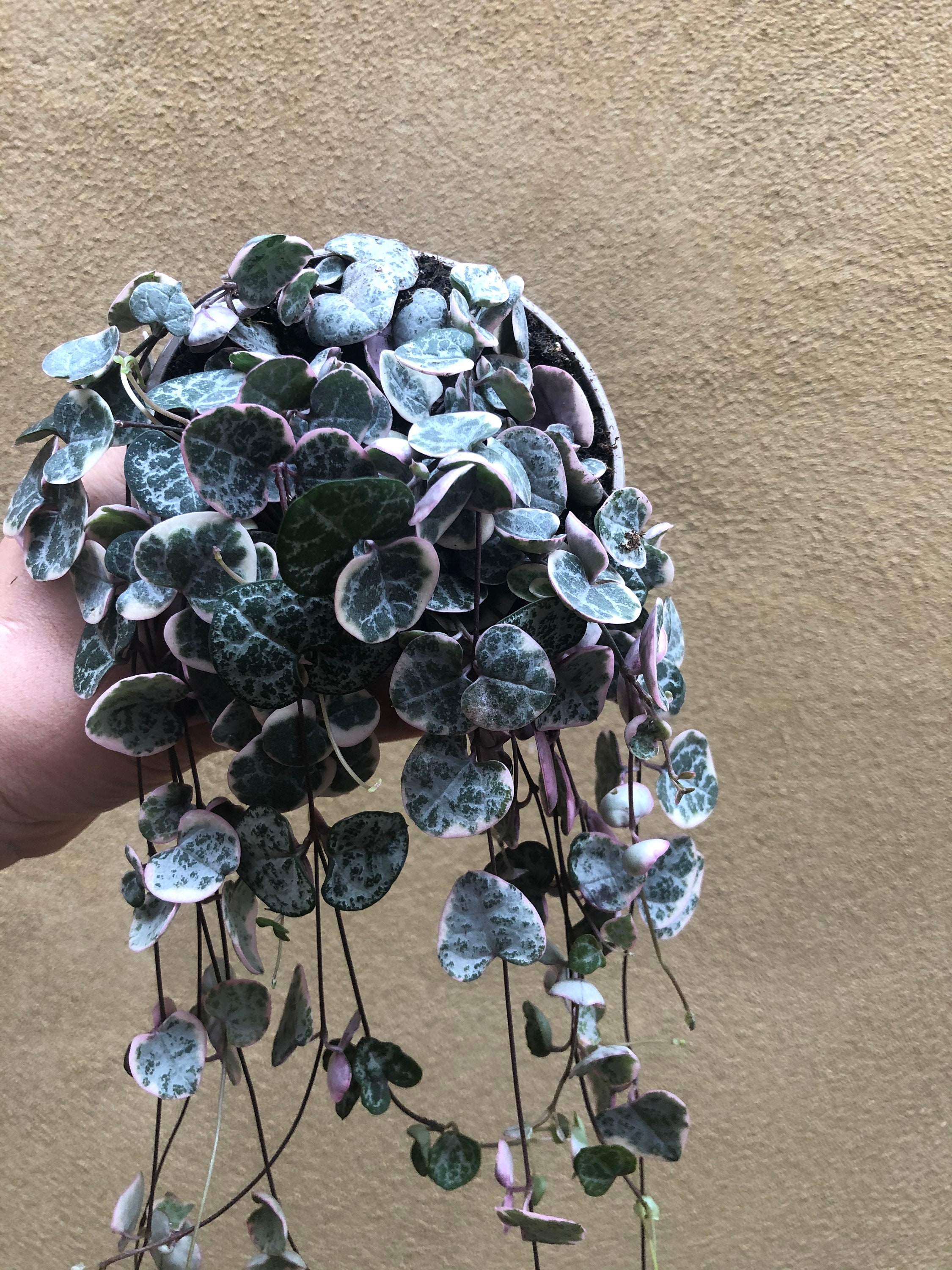 Buy Rare Pink Variegated String of Heart Plant in a 10cm Pot Etsy UK