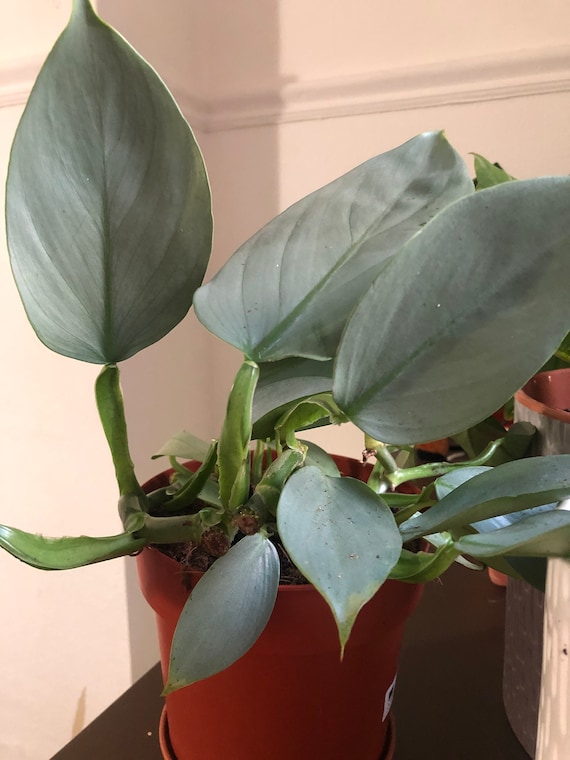 Buy Philodendron Hastatum Silver Sword Live Plant Etsy Buy Philodendron Hastatum Silver Sword Live Plant Etsy