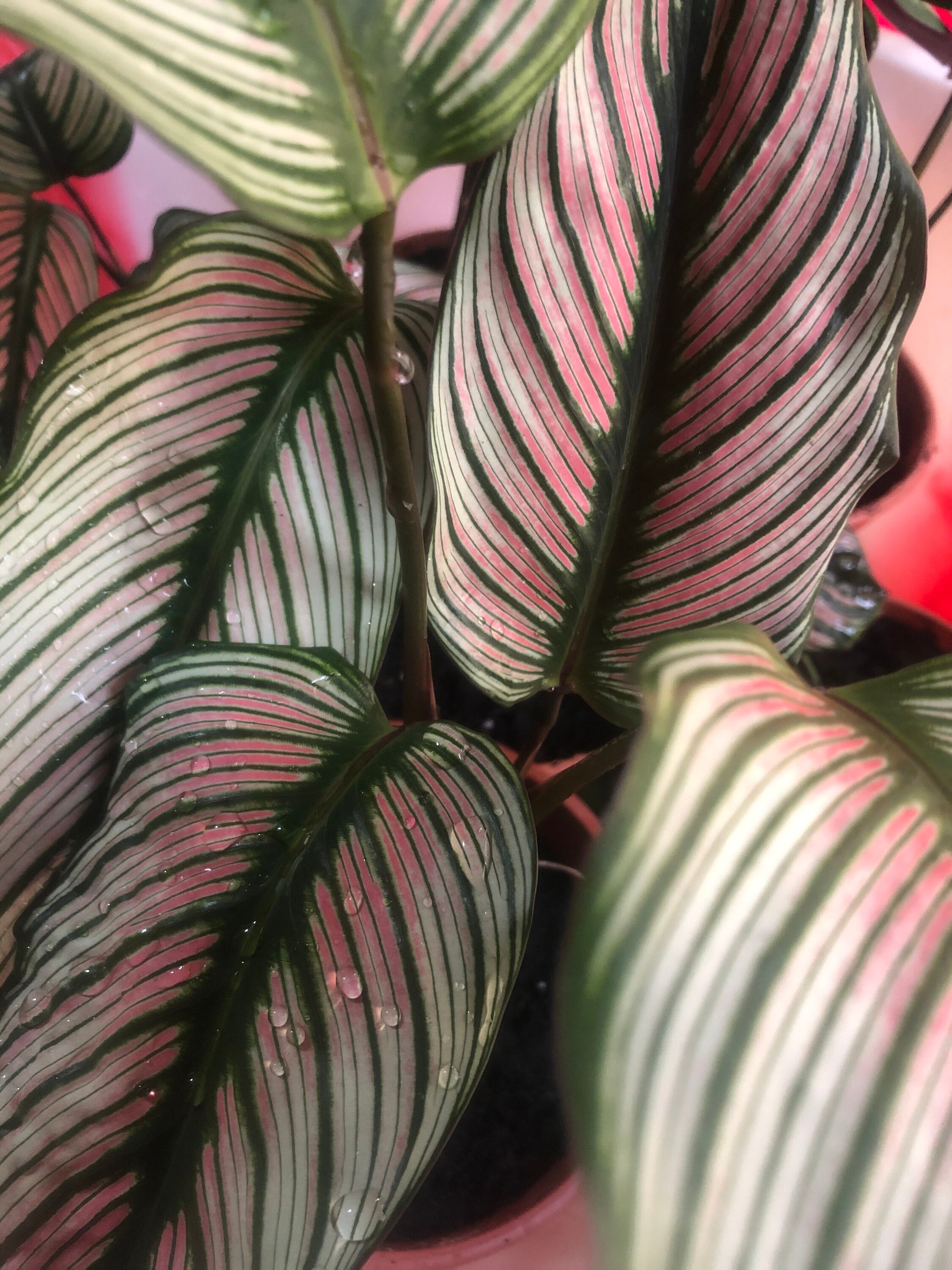 Calathea 'white Star' Pet Safe Plant Air Purifying Etsy
