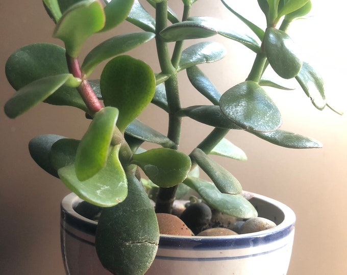 Jade Plant Good Luck Plant Crassula Ovata Large Money Etsy
