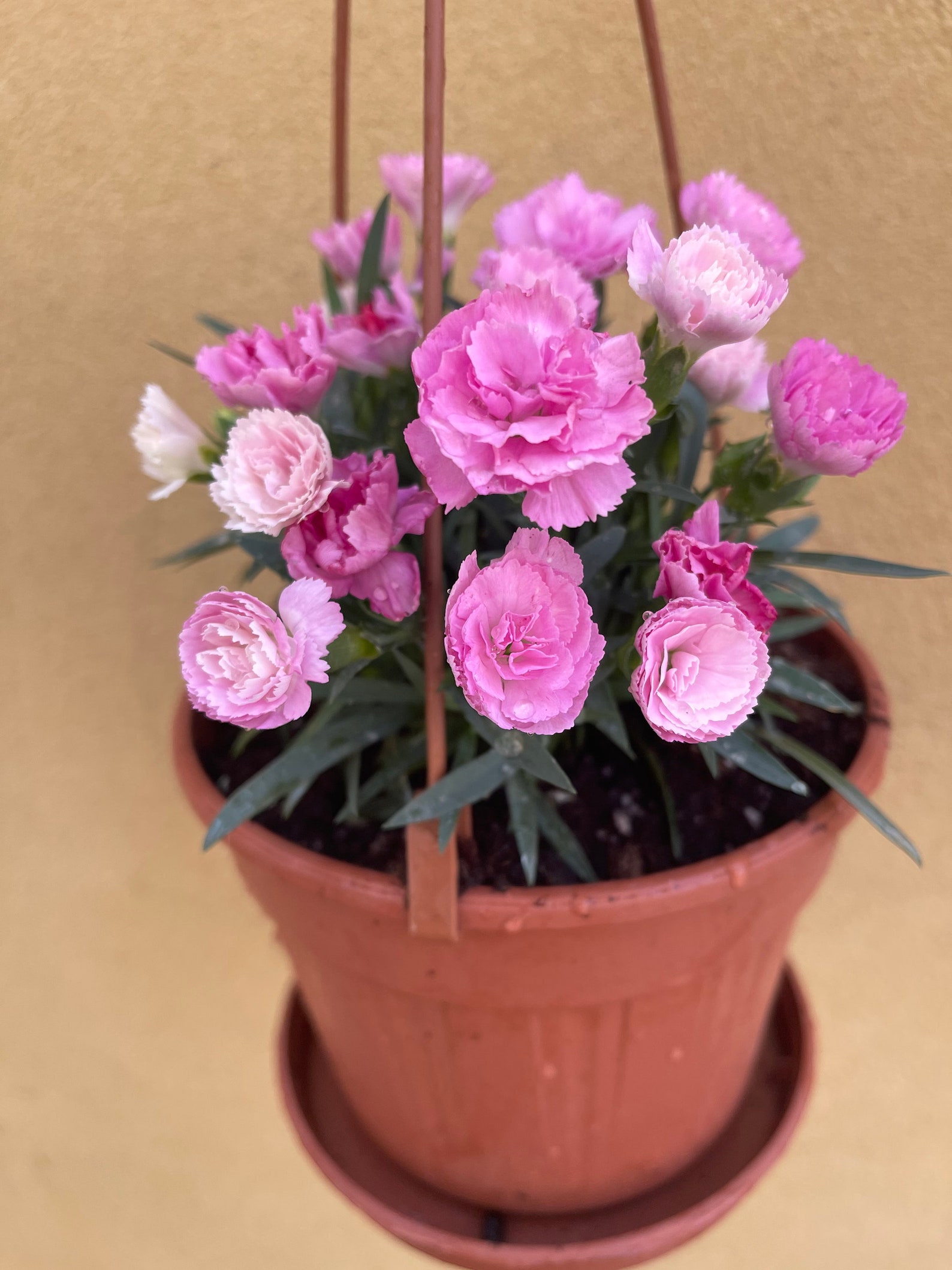 Dianthus plant in a 14cm hanging pot flowering plant Etsy