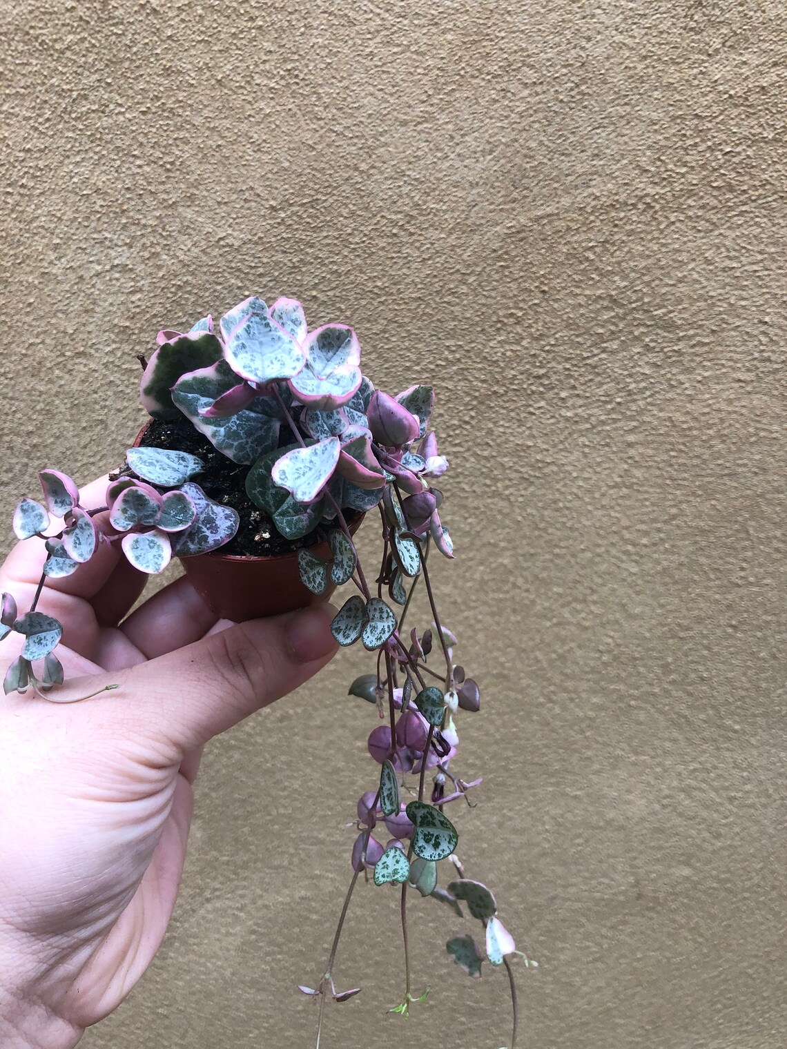 Buy Rare pink Variegated String of Heart Plant in a tiny 4cm Etsy