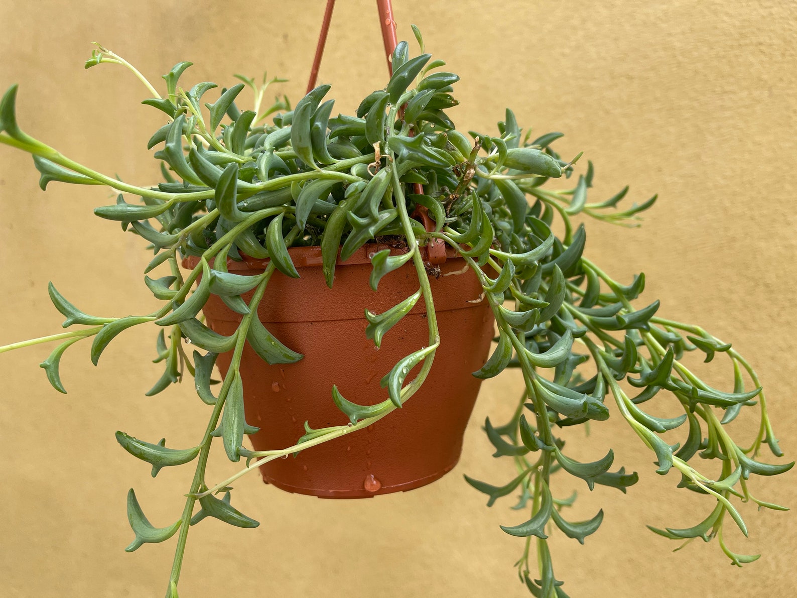 String of dolphins plant in a 10cm hanging pot jumping Etsy