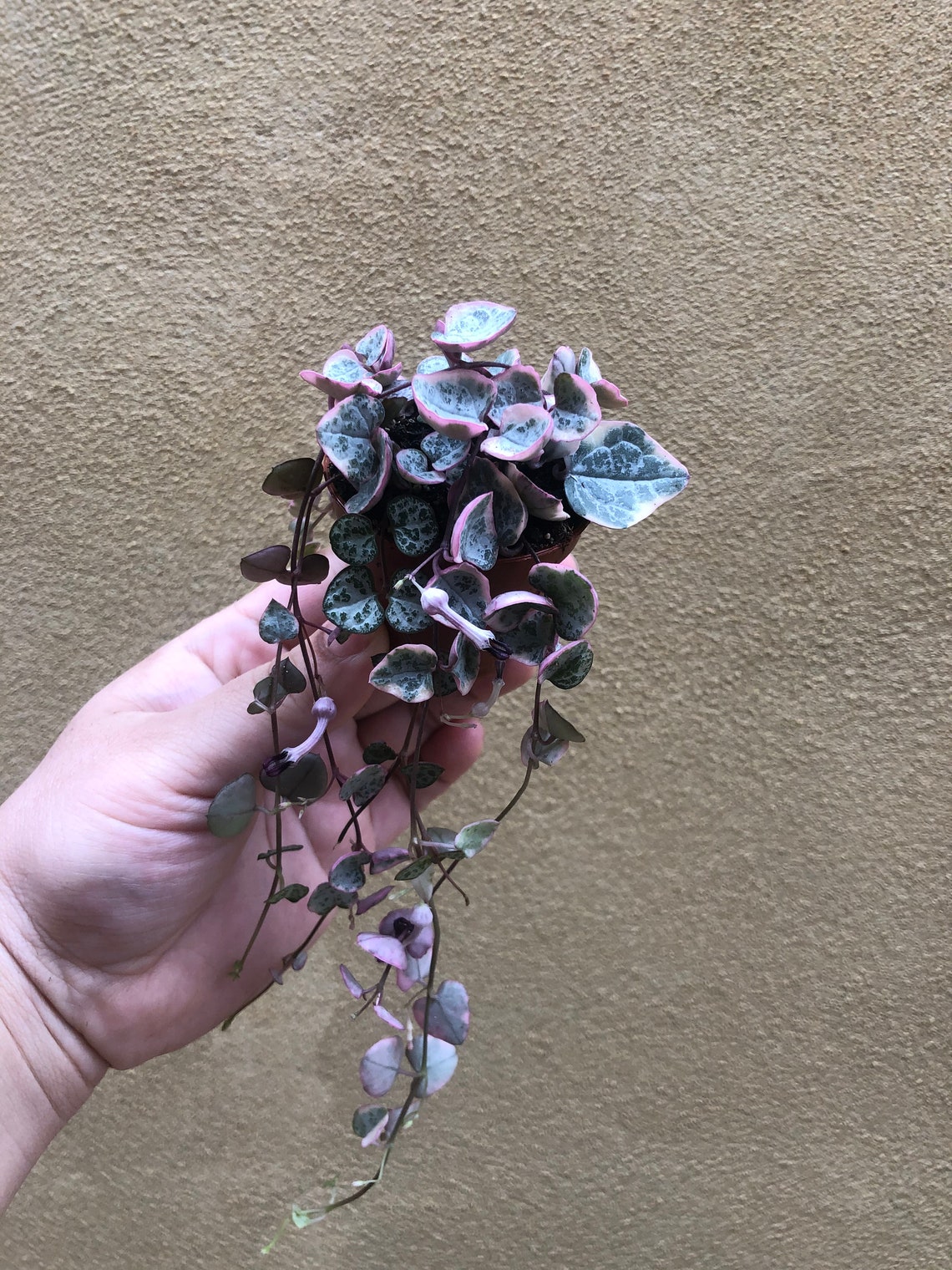 string of hearts plant string of hearts plant