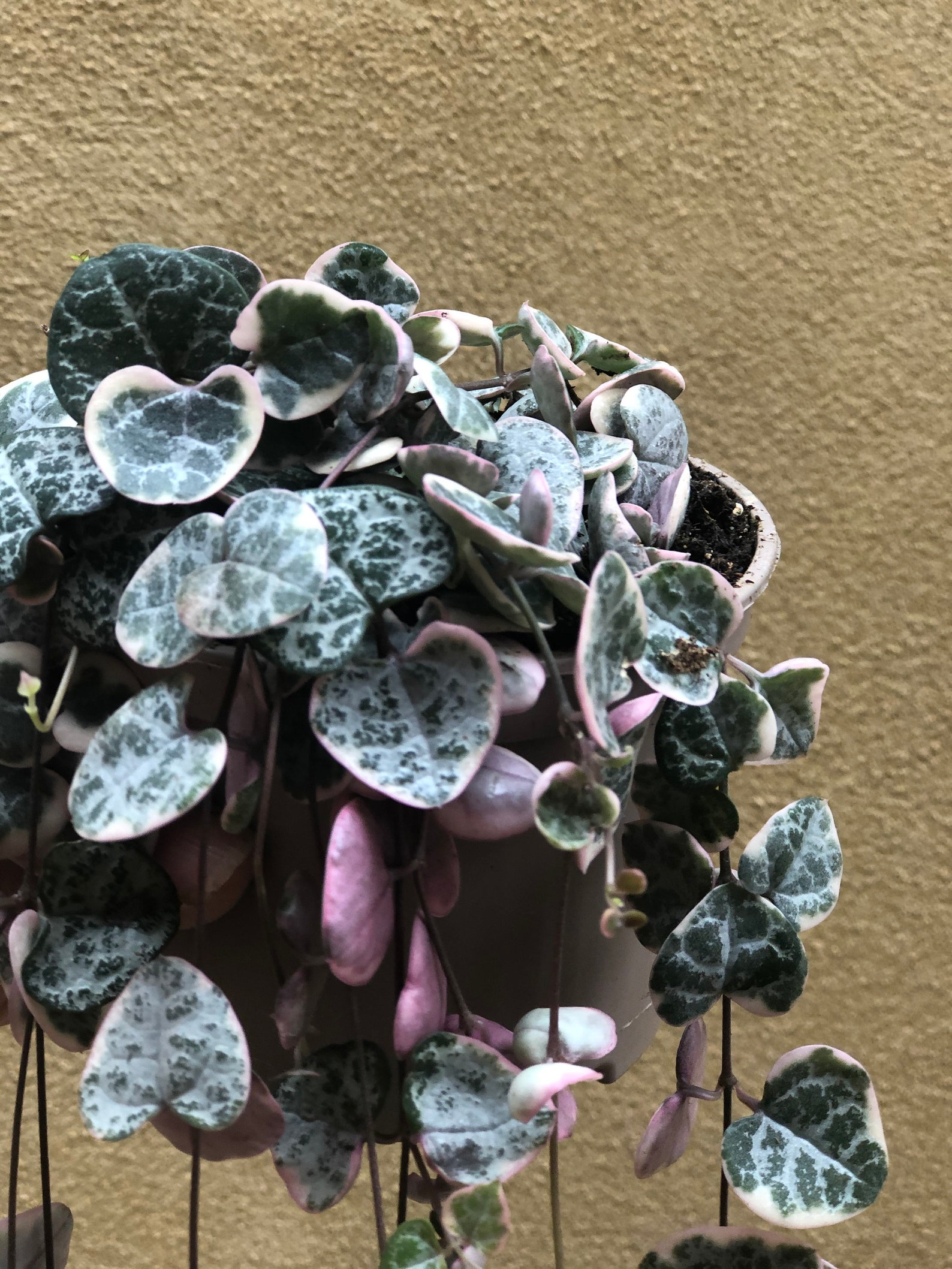 Buy Rare Pink Variegated String of Heart Plant in a 10cm Pot Etsy UK