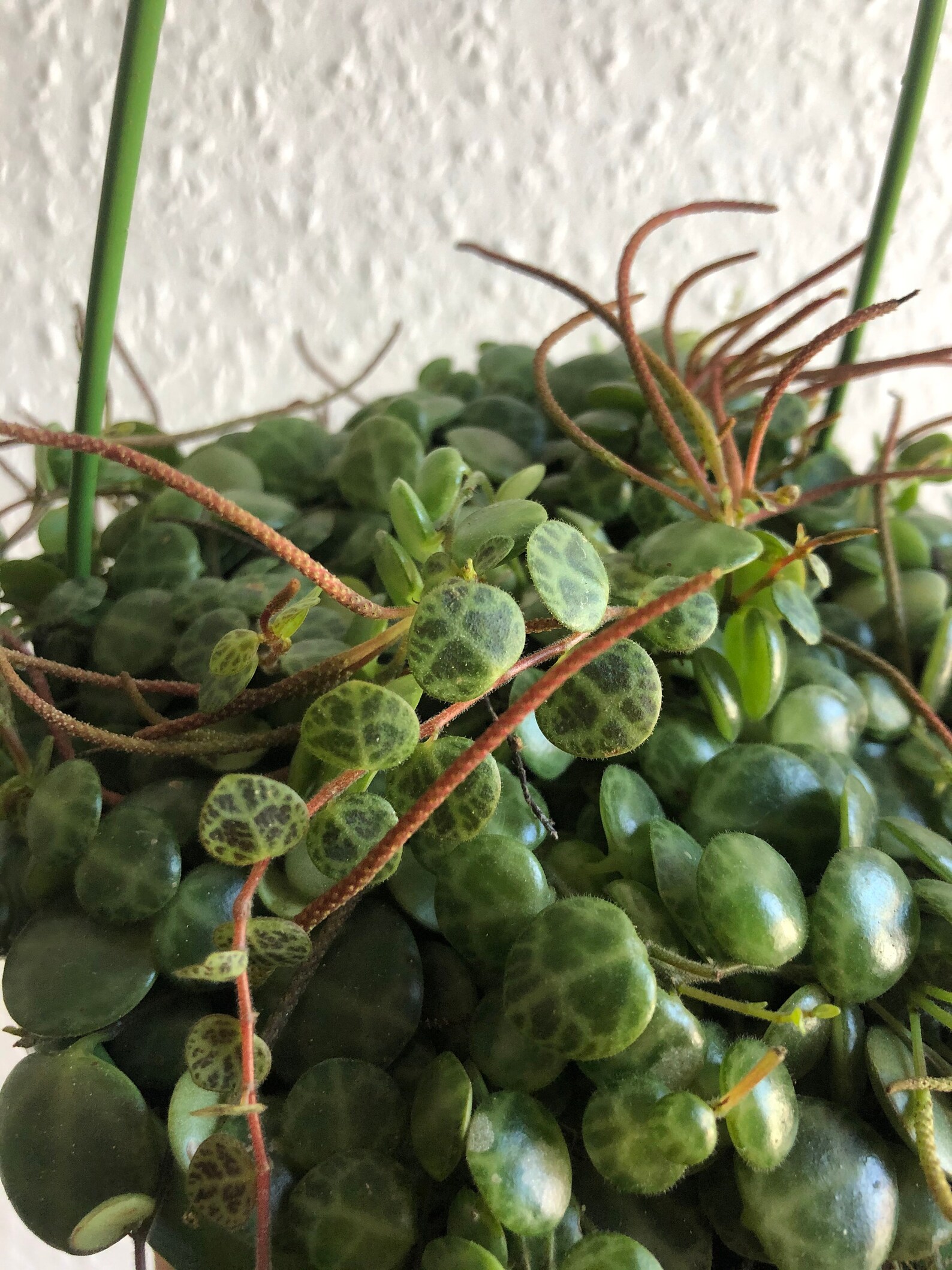 Trailing Turtle: Peperomia Prostrata's Enchanting Charm