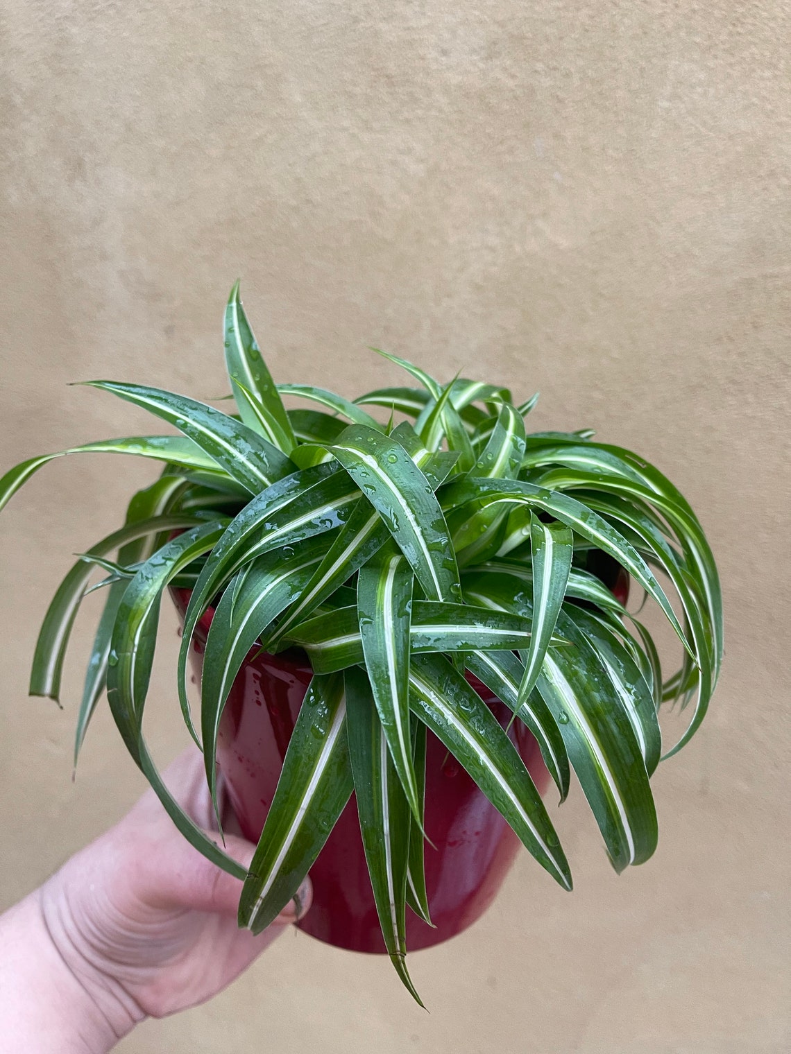 Spider plant in a 12cm pot and red ceramic pot not included Etsy