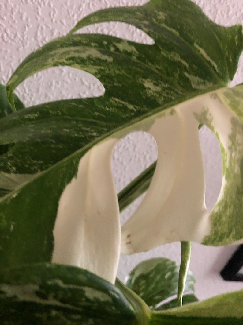 Monstera deliciosa 'Variegata' albo 1 leaf cutting Etsy
