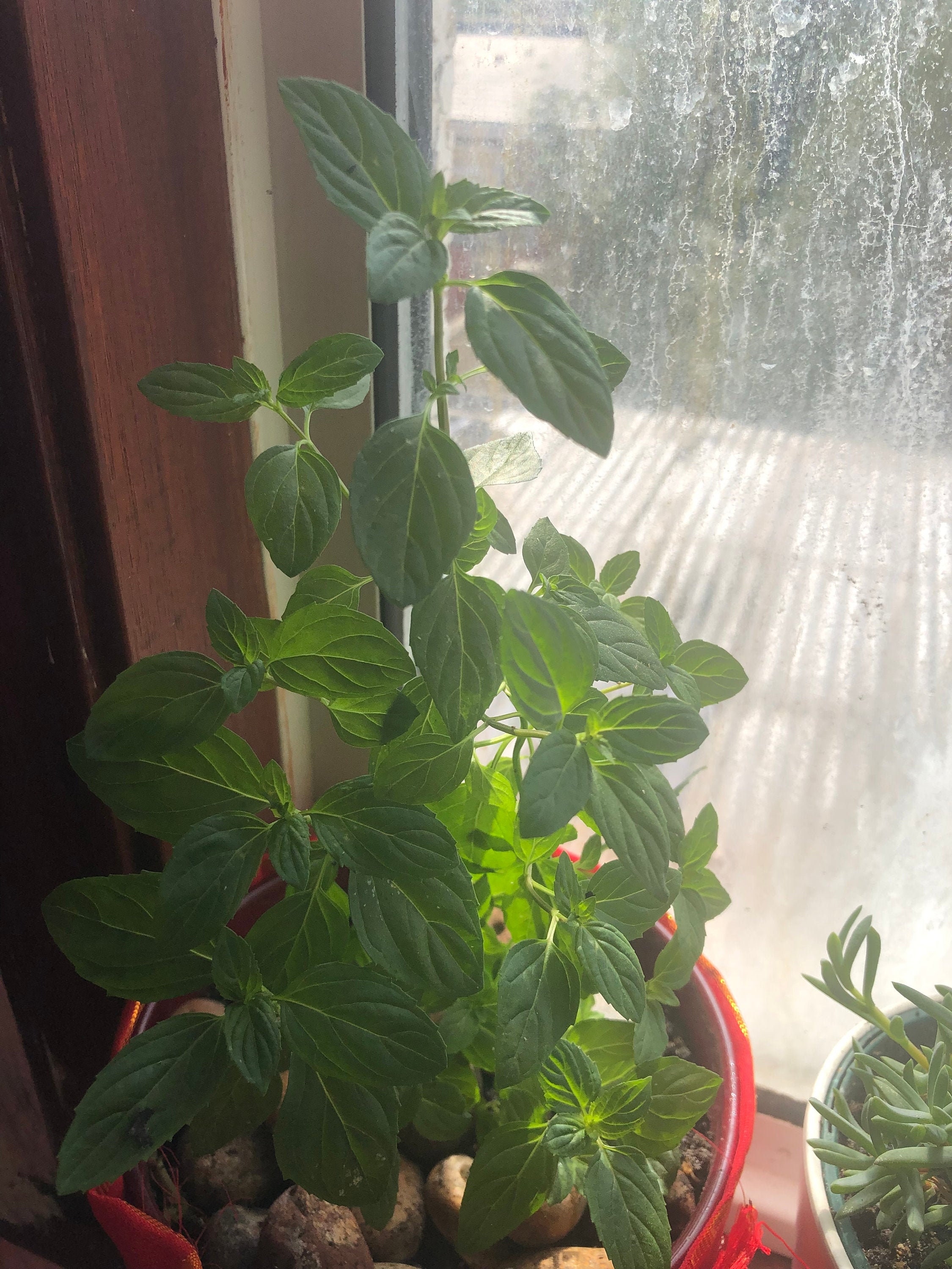 Krishna tulsi plant tulsi plant for sale tulsi plant Etsy