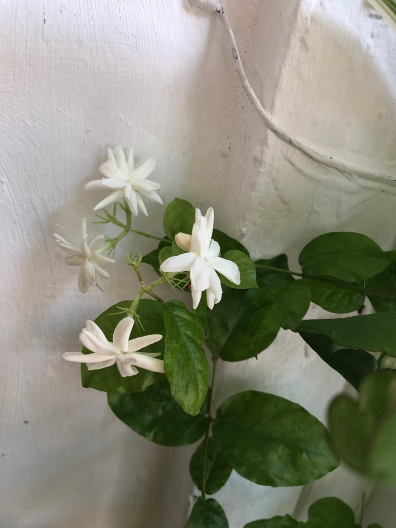 1 bengali beli flower plant jasmine sambac plant arabian Etsy