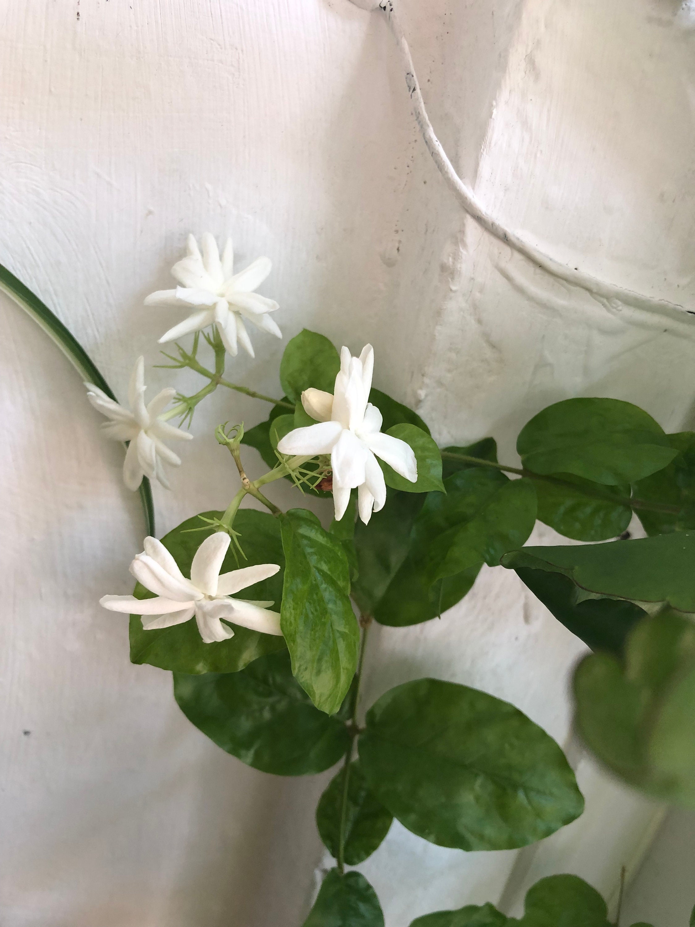 1 bengali beli flower plant jasmine sambac plant arabian Etsy