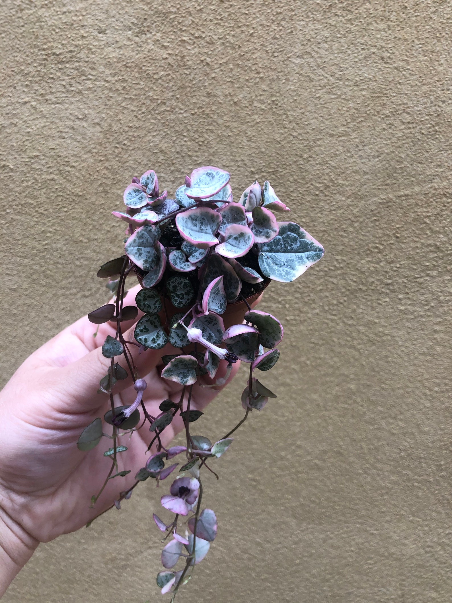 Buy Rare pink Variegated String of Heart Plant in a tiny 4cm Etsy
