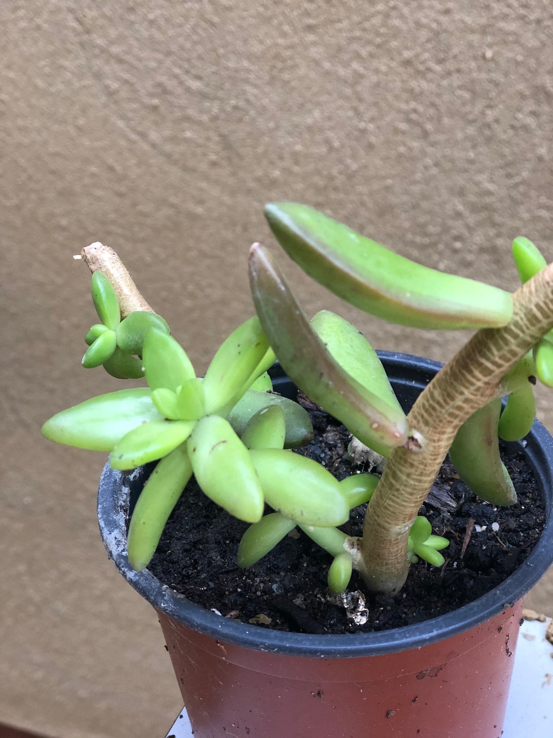 Buy Succulent Plant Succulent Houseplant Indoor Plant Etsy UK