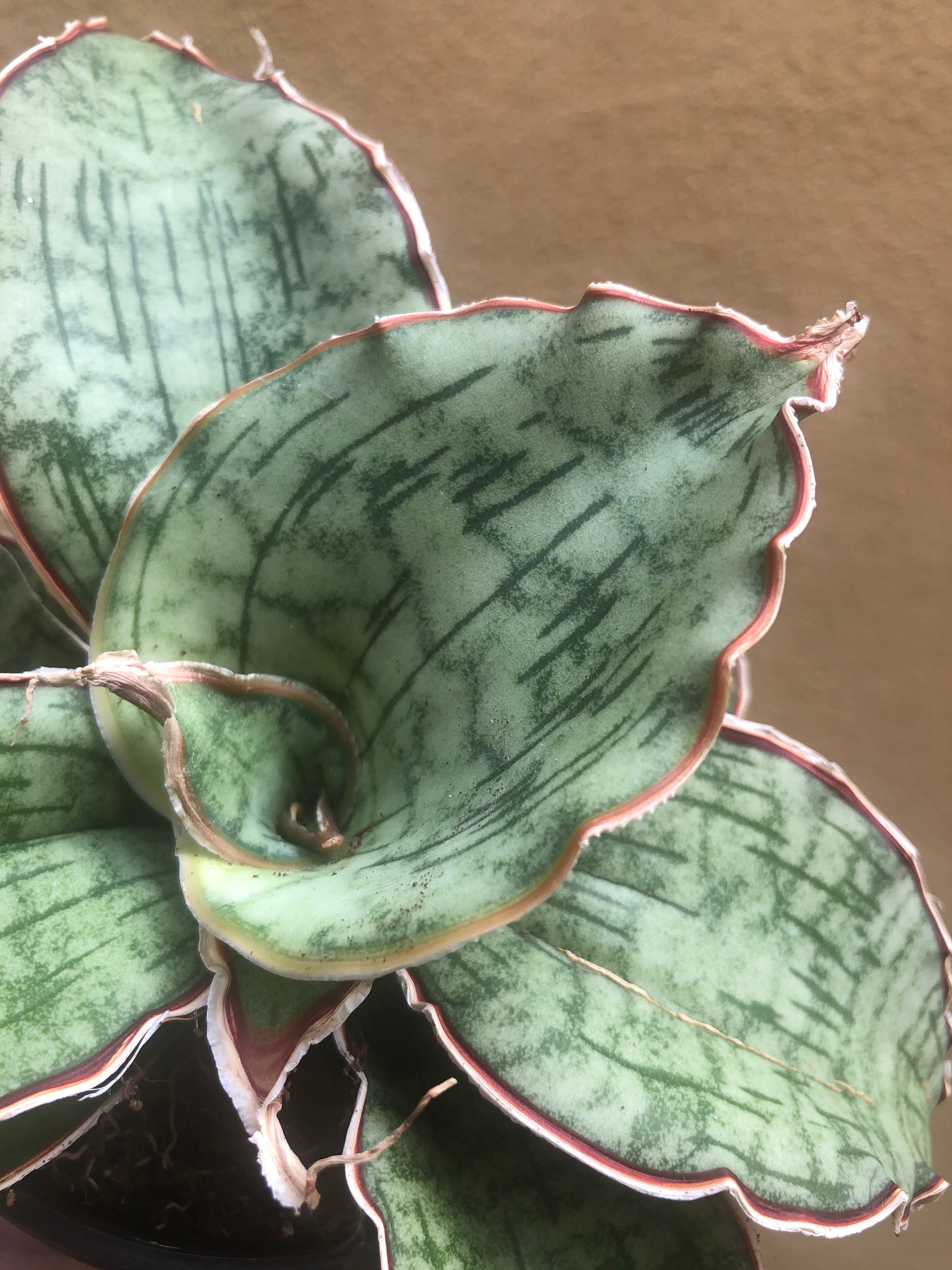 Rare Sansevieria Star Green Granite Plant 8cm Potted Plant Etsy Singapore