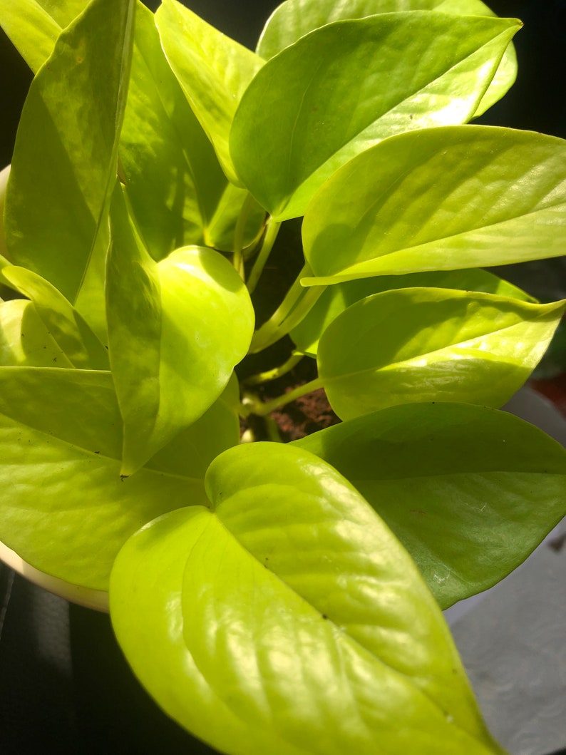 Buy 2 get 1 free Neon pothos Devil's ivy plant for sale Etsy