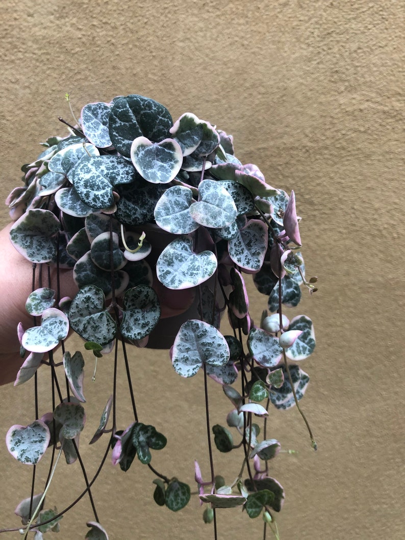 variegated string of hearts plant for sale variegated string of hearts plant for sale