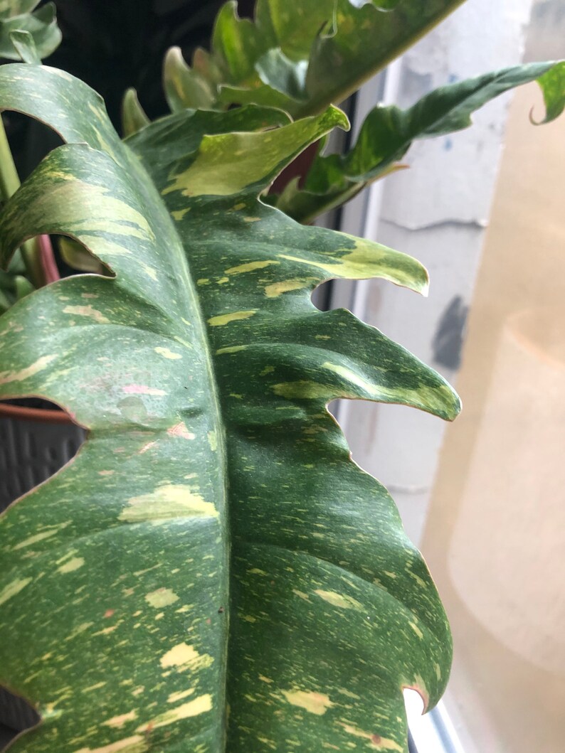 Extra Large Philodendron Ring Of Fire Plant Rare Houseplant Etsy