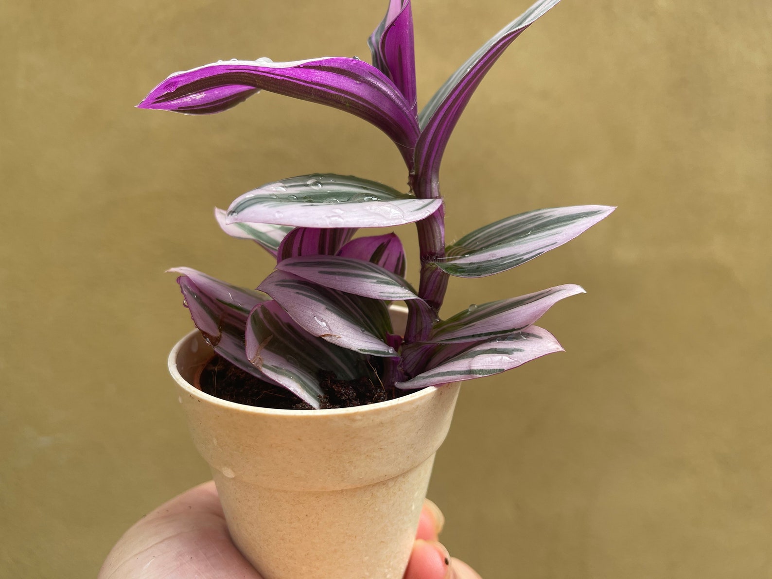 Tradescantia Nanuk Plant in Tiny 6cm Pot Decorative Colorful - Etsy