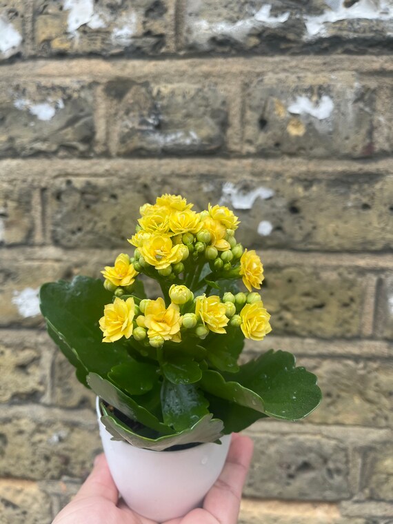 Mini Kalanchoe Blossfeldiana Plant Yellow Flowering Plant in - Etsy