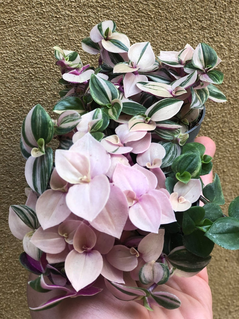 2 tradescantia fluminensis plant tradescantia albiflora Etsy