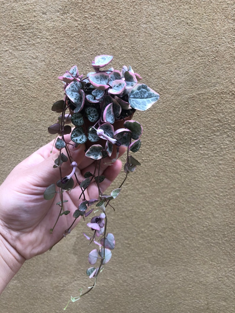 rosary vine string of hearts plant rosary vine string of hearts plant