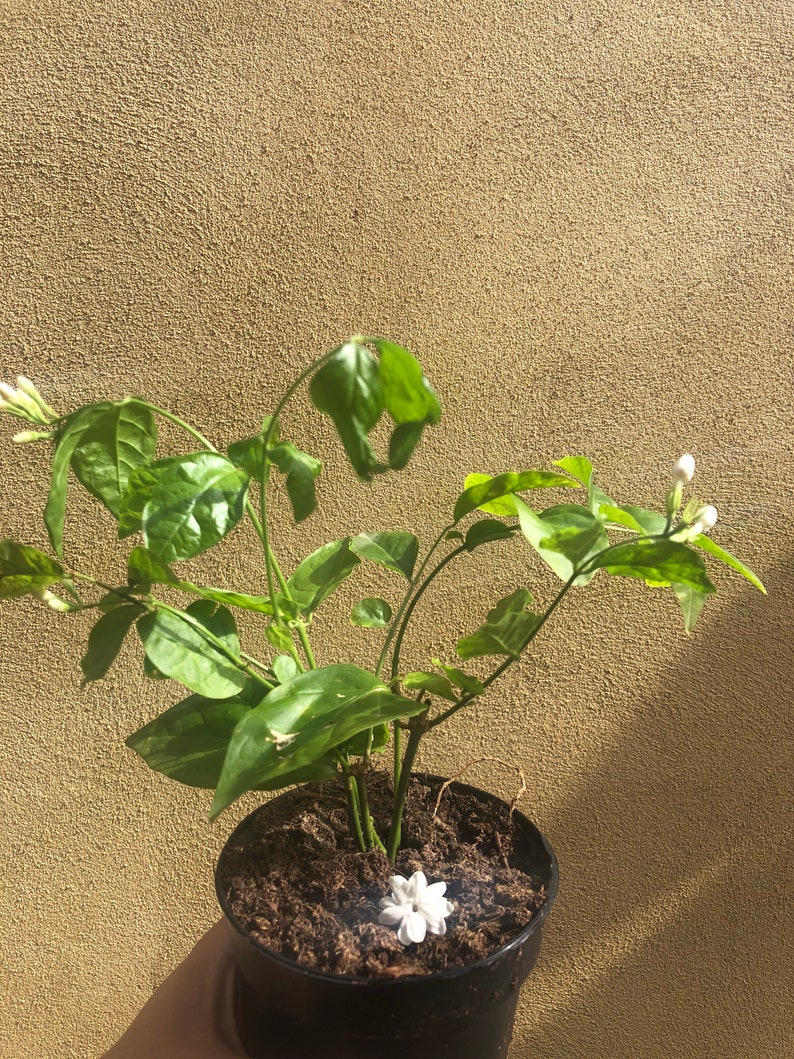 1 bengali beli flower plant jasmine sambac plant arabian Etsy