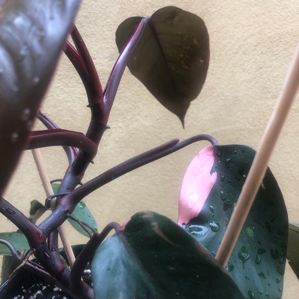 philodendron pink princess 1 leaf fresh cutting with aerial root - This cutting selected randomly from the plant shown in the picture