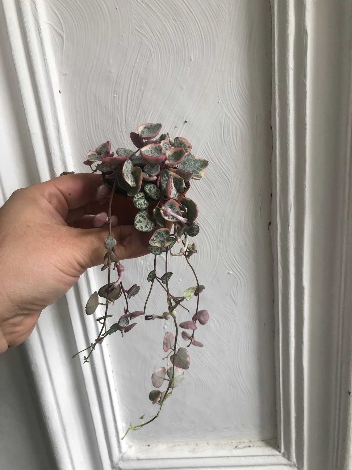 Buy Rare pink Variegated String of Heart Plant in a tiny 4cm Etsy