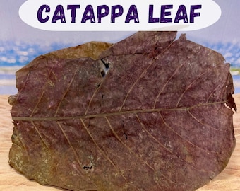 Catappa Leaf - Hermit Crab & Isopod Treat