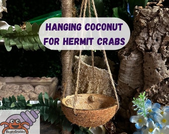 Hanging Coconut for Hermit Crabs