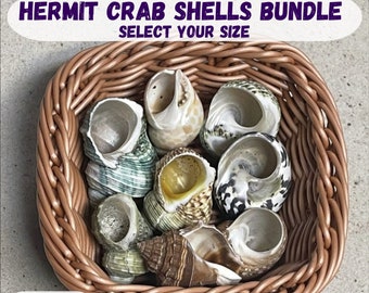 Hermit Crab Shells Bundle - Select your style and exact size. Hand-picked/quality-inspected hermit crab shells.