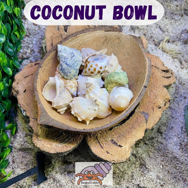 Coconut Shell Shop/Food Bowl